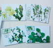 Maxi Cards Taiwan 2011 Alpine Flowers Stamps Flower Flora Plant - Maximumkarten