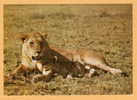 LIONNE ET SON LIONCEAU - "Mum, I Love You So Much"  édit East Africa - Lions