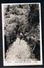 RB 715 - 1967 Real Photo Postcard - Jacob's Ladder Devil's Bridge Near Aberystwyth Cardiganshire Wales - Cardiganshire