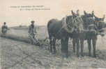 YM 320/CPA TYPES ET COSTUMES DU POITOU   - MULES DU POITOU AU LABOUR  (ATTELAGE ) - Poitou-Charentes