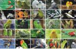 B02171 China Phone Cards Parrot Puzzle 100pcs - Pappagalli