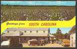 Cotton Field South Carolina - Other & Unclassified