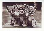 Postcard - Tigers  (2637) - Tigres