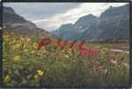 Garden Wall In Montana Glacier National Park, Ref 1105-702 - Other & Unclassified