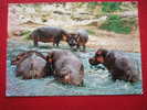 KENYA - WILDLIFE - EAST AFRICA - HIPPOS ....BELLE CARTE - - Kenia