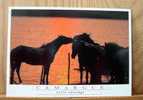 CPM CHEVAUX AU SOLEIL COUCHANT CAMARGUE TERRE SAUVAGE PHOTO MARTIN RAGET N° 00.003 - Controluce