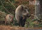 (126) Wild Boar - Sanglier - Schweine