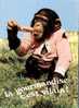 (126) Chimpanzé - Apen