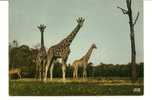 CCPSM GIRAFES Réserve Africaine De Thoiry En Yvelines - Giraffen