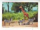 Postcard - Giraffe And Zebra  (V 519) - Giraffe