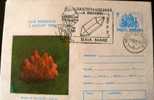 ROUMANIE: MINERAUX Entier Postal Illustré (postal Stationary) Quartz Rose 1990 - Minerals
