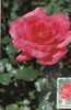 B22915 Fleurs Flowers Roses Maximum Card Perfect Shape - Rose