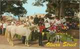 USA – United States – Olvera St. Los Angeles, California Unused Postcard [P3421] - Los Angeles