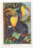Image /  Oiseaux De Carnaval  /  Rhamphastos Carinatus  /  Toucan ??  /  Oiseau Bird //  IM 6-K/236 - Nestlé