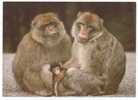 ANIMALS - Monkey, Baboon - Apen