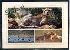 SAFARI KENYA . Tigres , Lions  .   (A995) - Kenya