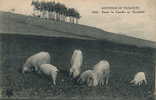 COCHONS - Souvenir De Vacances - Toute La Famille En Excursion - Postée Dans Les Hautes Pyrénées En 1921 - Schweine