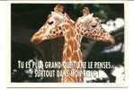 CPM GIRAFES Avec Le Sourire Photo Vloo Tu Es Plus Grand Que Tu Ne Le Penses Feeling - Jirafas