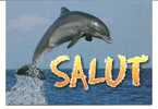 CPM DAUPHIN SALUT Photo Photothèque As - Dolphins
