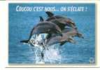 CPM DAUPHIN Coucou C' Est Nous On S ' éclate Photo Bloom - Dolphins