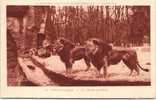 Exposition Coloniale Internationale - Paris 1931 - Jardin Zoologique - Le Plateau Des Lions - Lions