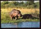 CPM  Animaux  Hippopotames - Hippopotames