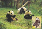 Bears Ours PANDA, 2010 CM,maxicard,cartes Maximum Bulgaria. - Beren