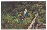 XW 336 Rip Van Winkle - Catskill Mountains - Old Mini Card / Viaggiata 1968 - Catskills