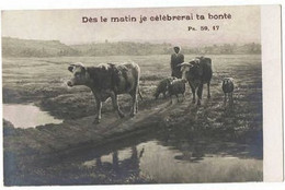 Salons De Paris     No 4699    F Flanquette      ND Photo  (  Vaches   Effets Du Matin ) - Collector Fairs & Bourses