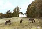 Indre Et Loire - Nouzilly , Chateau De Charentais En 1972 Avec Chevaux Au Parc , Ed Photo Cim - Other & Unclassified