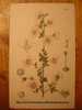 GRAVURE De 1925 Par TREVITHICK - FLEUR MALVASTRUM HYPEMADARUM  AFRIQUE DU SUD - SOUTH AFRICA FLOWER 1925 PRINT ENGRAVING - Non Classés