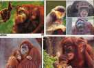 (669) Ape  - Monkey - Singe Oran Outan - Apen