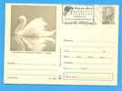 Swan, Birds ROMANIA Postal Stationery Postcard 1970 - Cigni