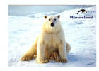 Ours Blanc, Photo Digital Vision (11-847) - Bären