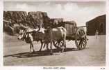 ADEN - BULLOCK CART RP - Yemen