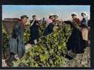 RB 728 - Real Photo Postcard Grape Picking In Vineyard - La Touraine Les Vendanges France - Centre-Val De Loire