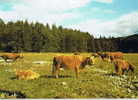 Aberdeenshire - Deeside - Highland Cattle At Invercauld - Aberdeenshire