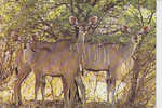 Kudu Ladies - Namibië