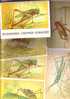 GOOD RUSSIA 16 Postcards Set 1990 - INSECTS - Insecten