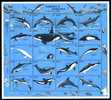 (008) Palau  Marine Animals Sheetlet / Feuillet Animaux / Whales / Baleines / Wale ** / Mnh  Michel 444-63 - Palau