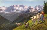 Brienz (chevre Et Vache - Brienz