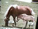 CAVALLI  HORSES CAVALLA E PULEDRO SUISSE SVIZZERA  N1980 DF6259 - Pferde