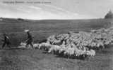 CAMPAGNE ROMAINE (Italie) Troupeau De Moutons - Sonstige & Ohne Zuordnung