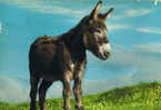 An Irish Donkey   John Hinde - Other & Unclassified