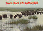 En CAMARGUE  Manade De TAUREAUX - Bull