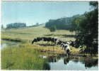 Carte Postale 78. Beynes  Les Vaches En Pature Aux Bords De La Mauldre  Trés Beau Plan - Beynes