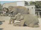 B25952  Elephant Used Perfect Shape - Elefantes