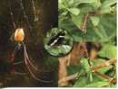 Christmas Island Insect - Insectes De Christmas Island - Centipede - Spider - Butterfly - Grasshopper - Insecten