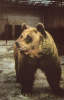 Romania-Postcard 1971- Brown Bear - Bären