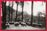 Zó Was Dordrecht. Dubbelsteijlaan, Richting. Damplein, Omstr. 1910. Echte Photo. - Dordrecht